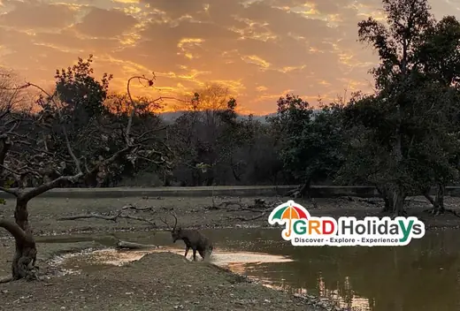 Ranthambore