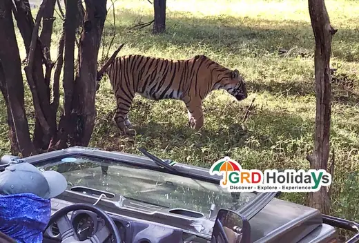 Tiger Safari